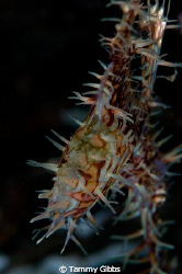 This ghost pipefish is brooding eggs in his pouch.  Tulam... by Tammy Gibbs 